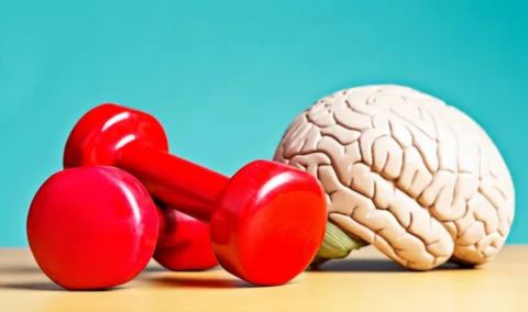 A close-up image showing a human brain model positioned next to a set of red dumbbells, symbolizing the connection between exercise and mental sharpness.