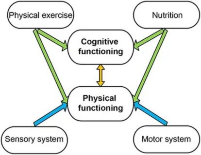 Diagram showing how physical exercise and nutrition enhance cognitive functioning and physical functioning, connecting sensory and motor systems.
